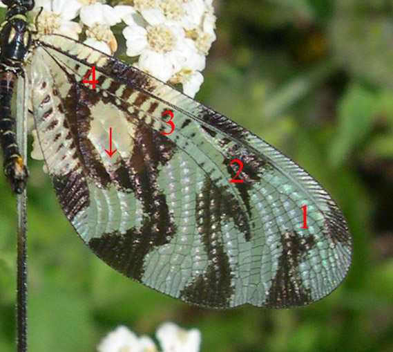 Nemoptera sinuata